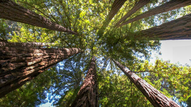 How Our Tree Care Process Works  in Camden, SC